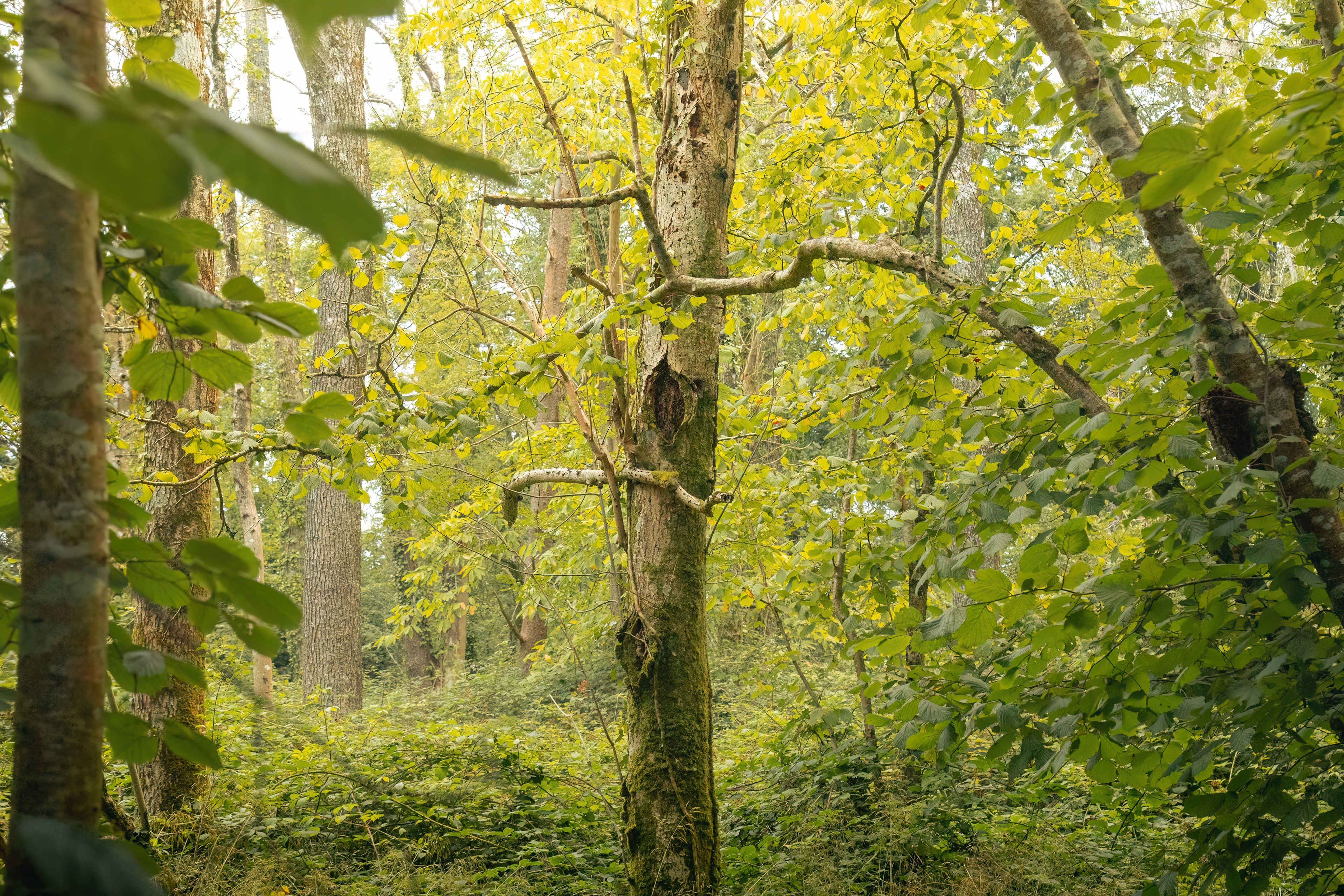 Peaceful woodlands surround the campsite.