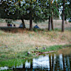Irish Creek Camp
