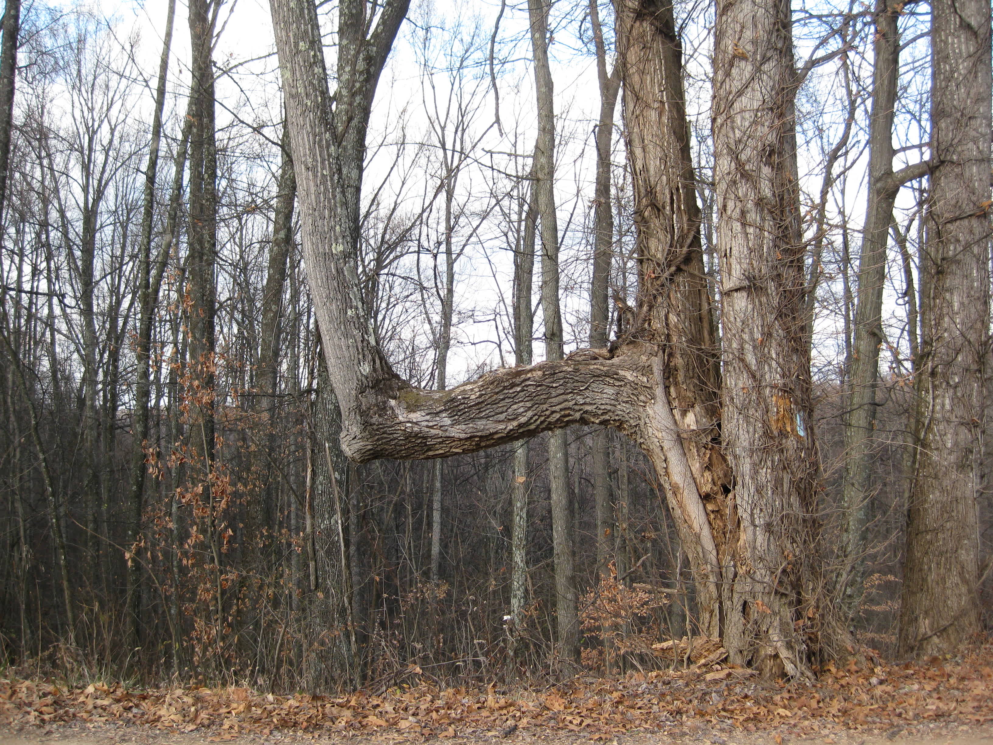 Tar Hollow State Forest Horse Camp